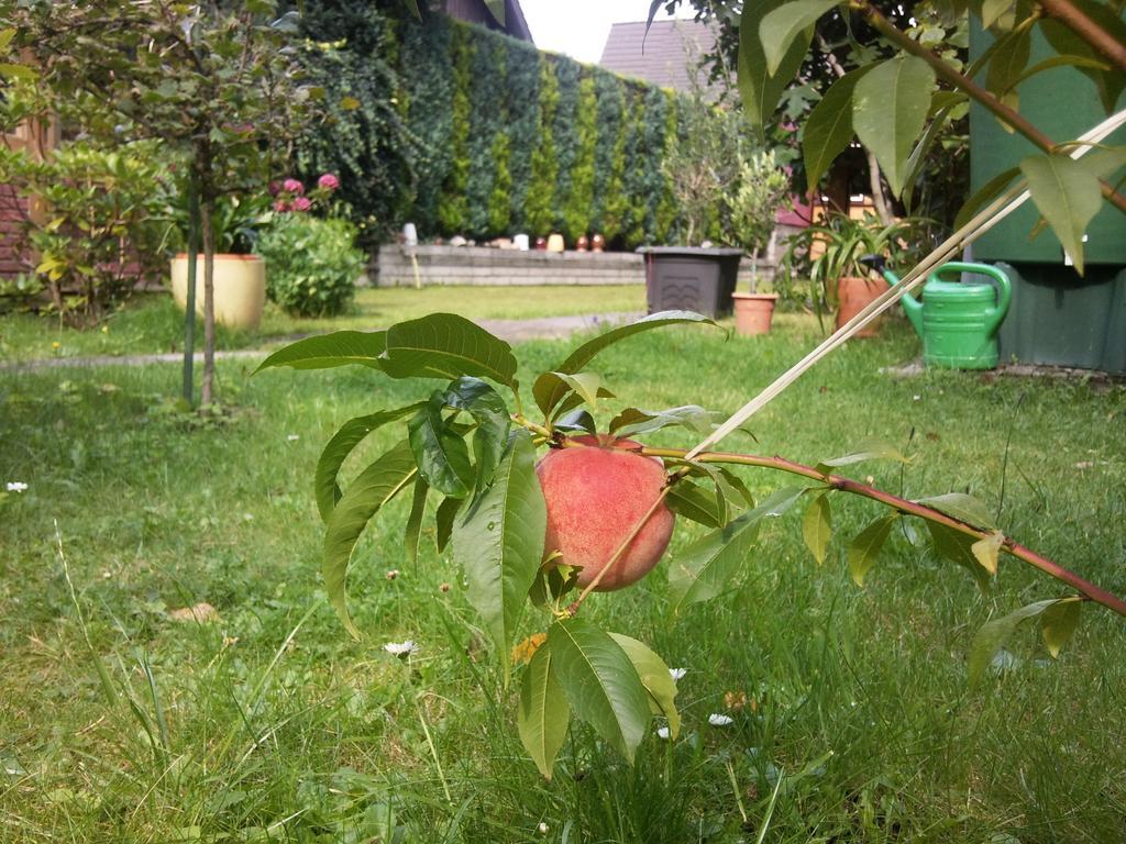 Pension Buchfink Uckeritz Exteriér fotografie